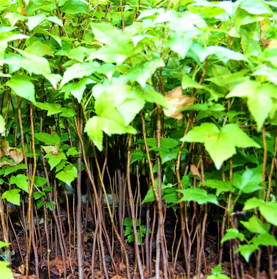 Miniature Forests
NYC Natural Art.